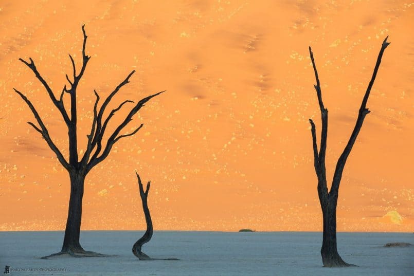 Deadvlei Silhouettes