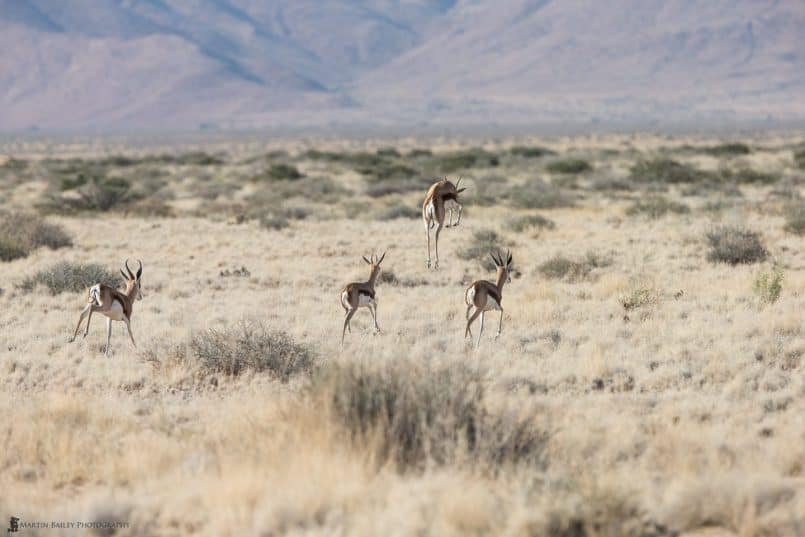 Springbok at Full Pronk