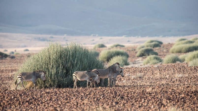 Zebras and Euphorbia Bush