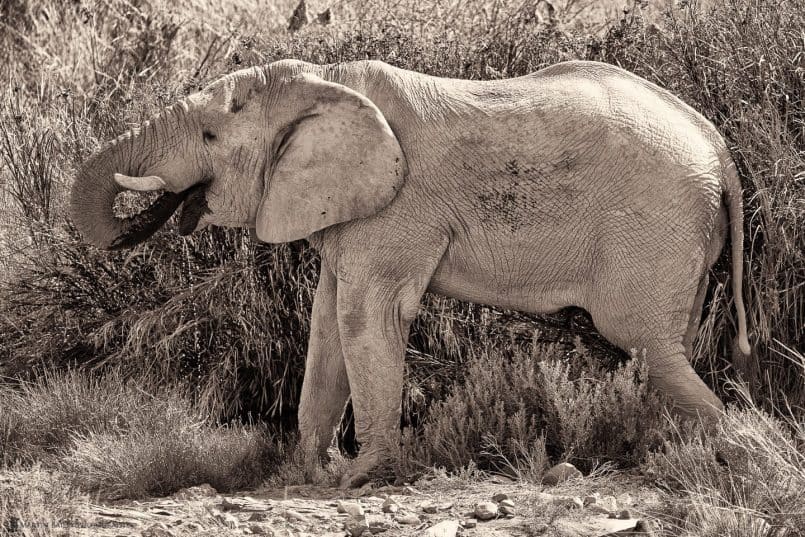 Elephant at Waterhole