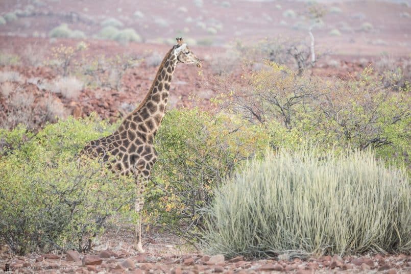 Giraffe Profile