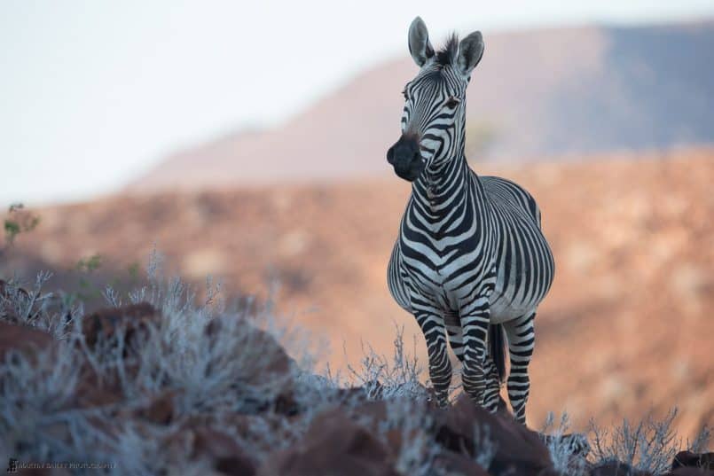 Curious Zebra