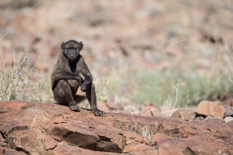 Sitting Chacma Baboon