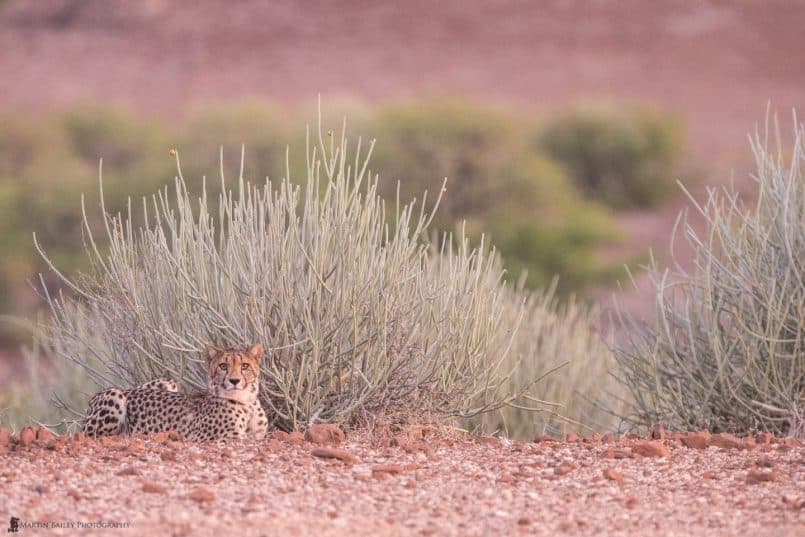 Relaxed Cheetah