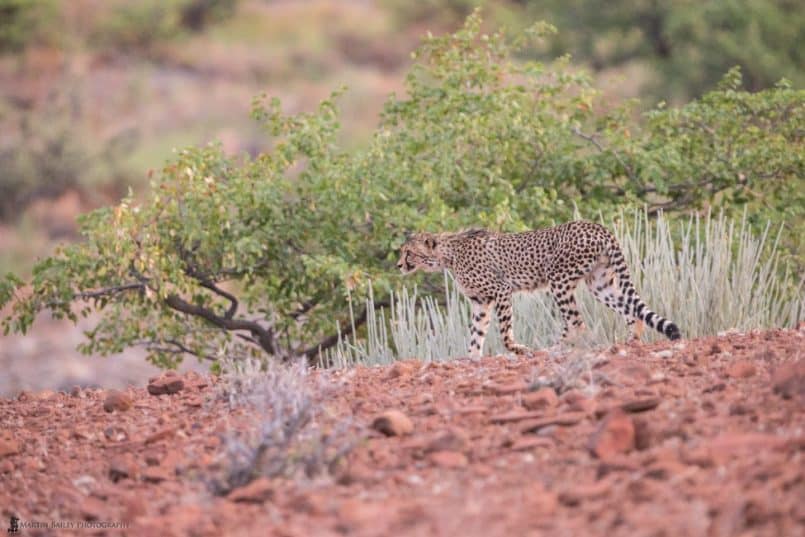 Stalking Cheetah