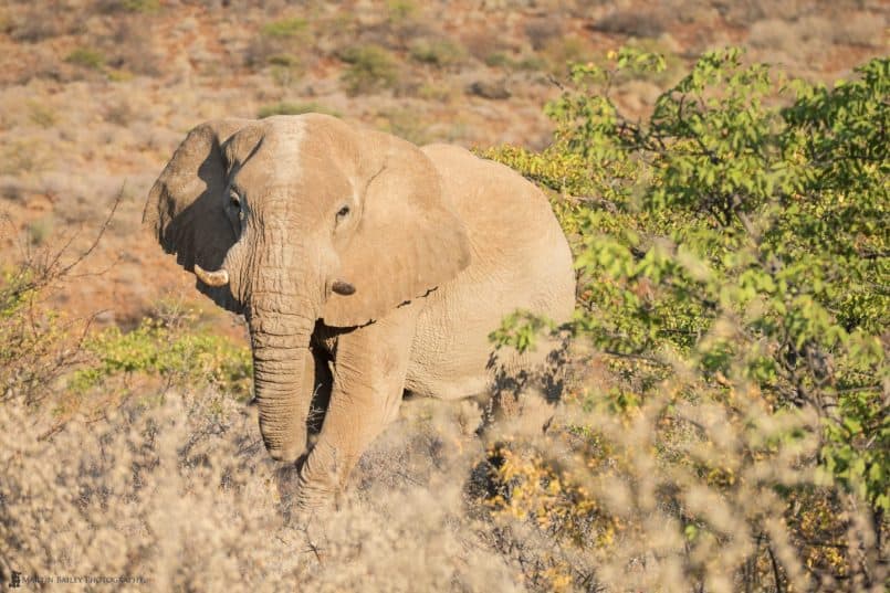 African Elephant