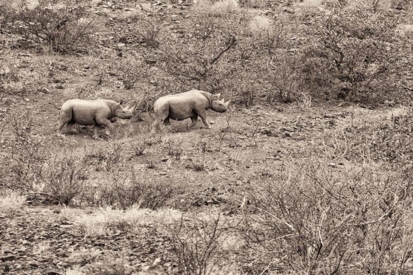 Two Black Rhino