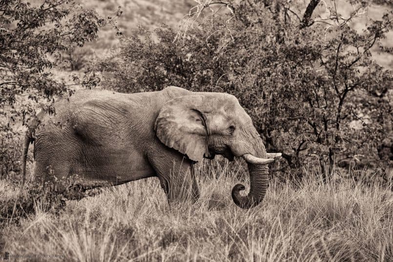 Elephant's Curly Trunk