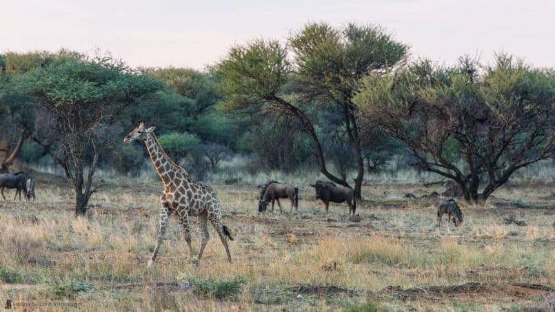 Giraffe & Wildebeest