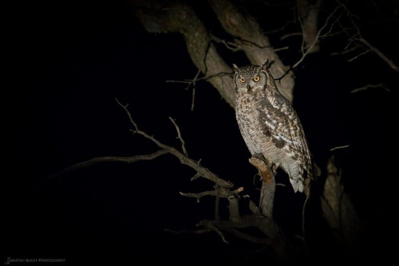 Spotted Eagle Owl