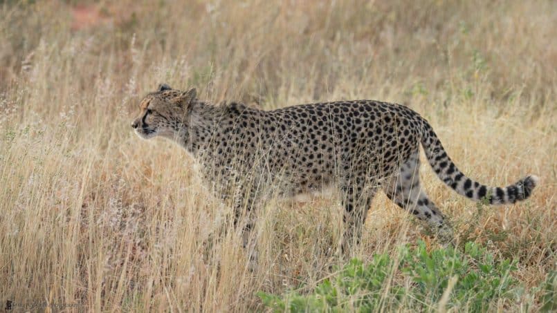 Stalking Cheetah