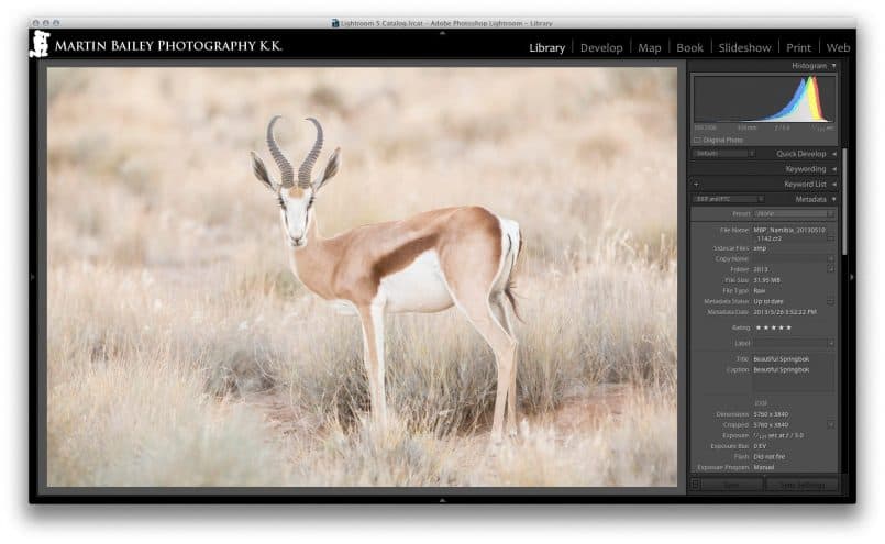 Springbok Shot in Lightroom