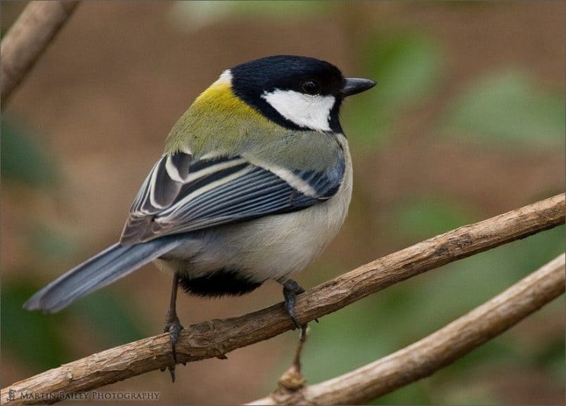 Great Tit #2