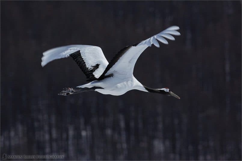 Japanese Cranes 2006 #6