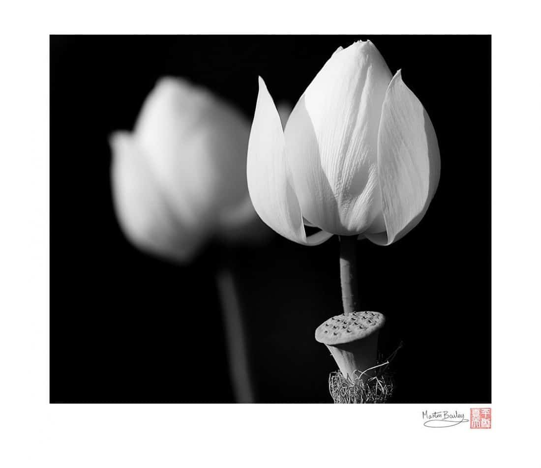 Two Flowering Lotus