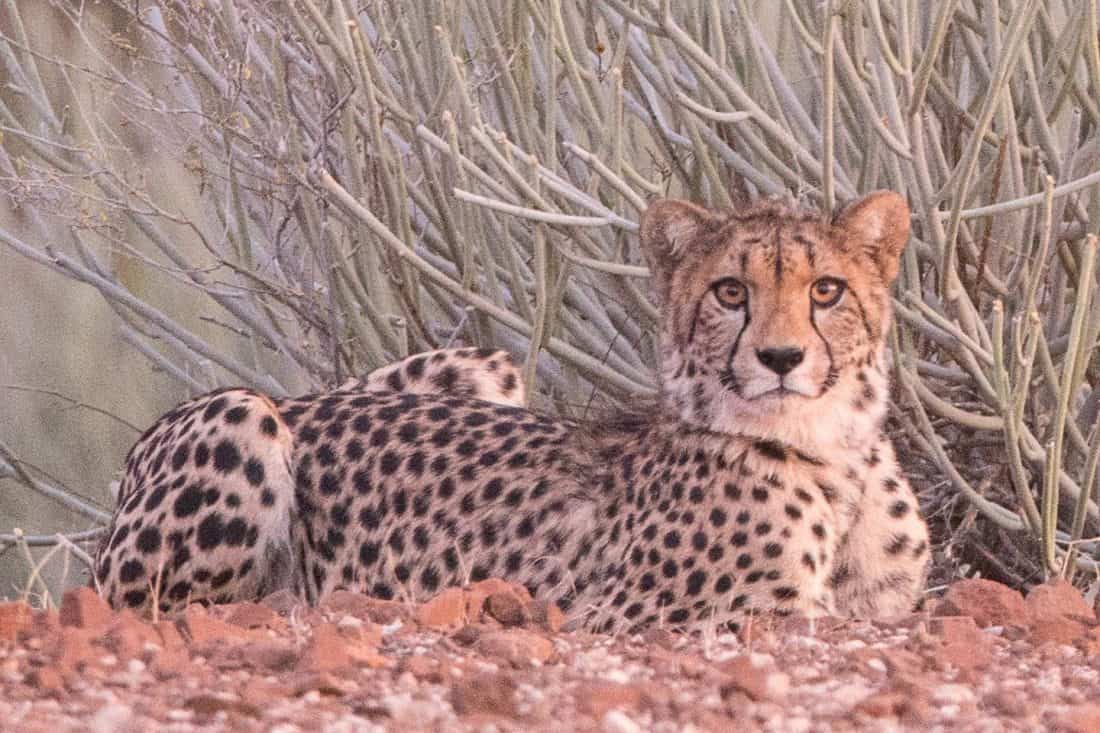 Cheetah at ISO12800 100% Crop