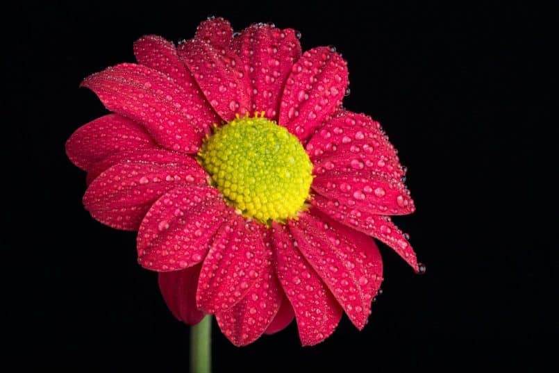 Focus Stacked Flower