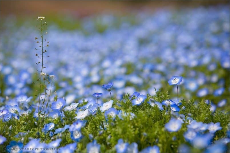 Hitachi Park #14