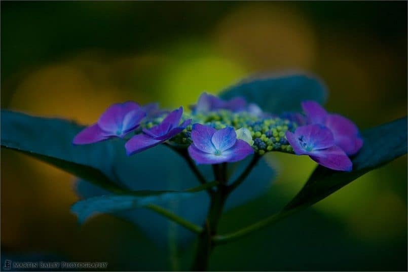 Purple Hydrangea