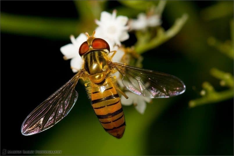 Shiny Hoverfly