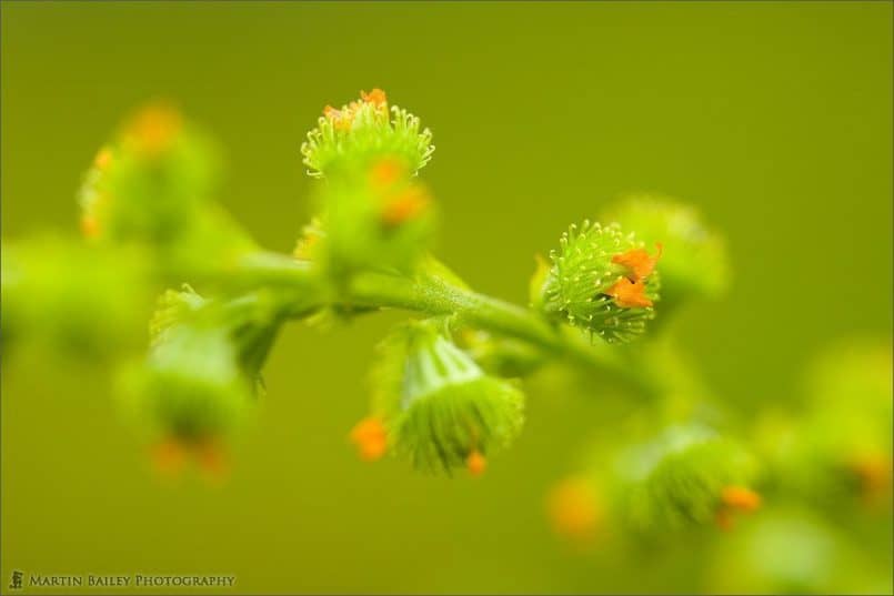 Agrimony Fruit