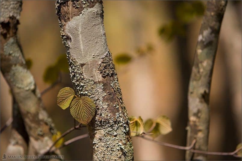 Japanese Beech with Visitor