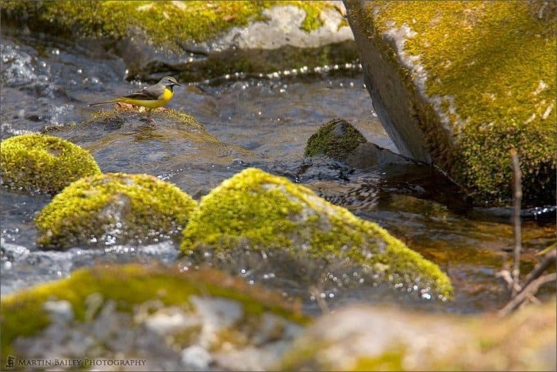 Grey Wagtail #2