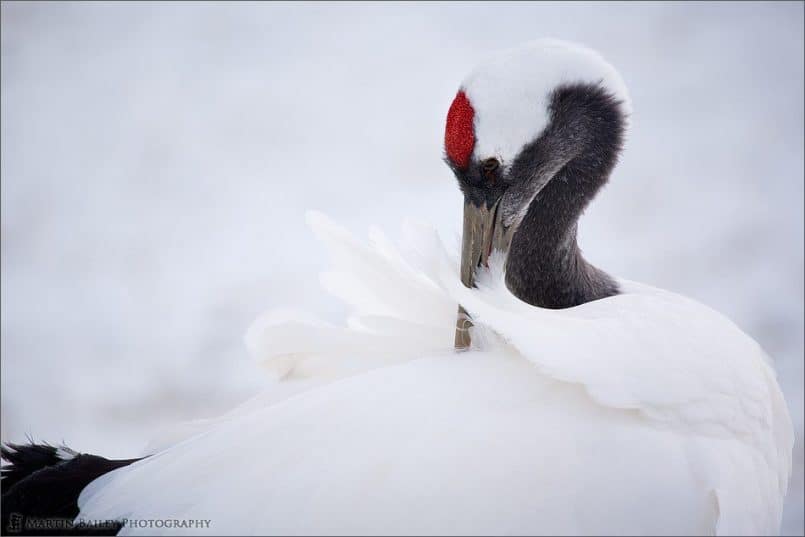 Preening