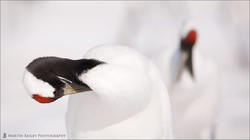 Preening 2008