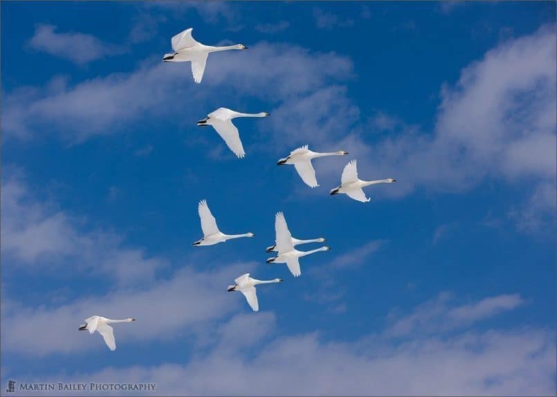 Nine Swans