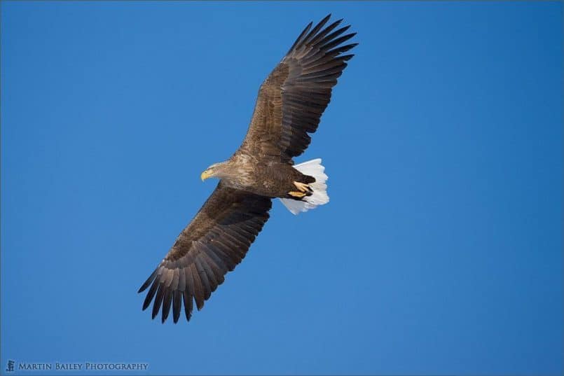 White Tailed Eagle