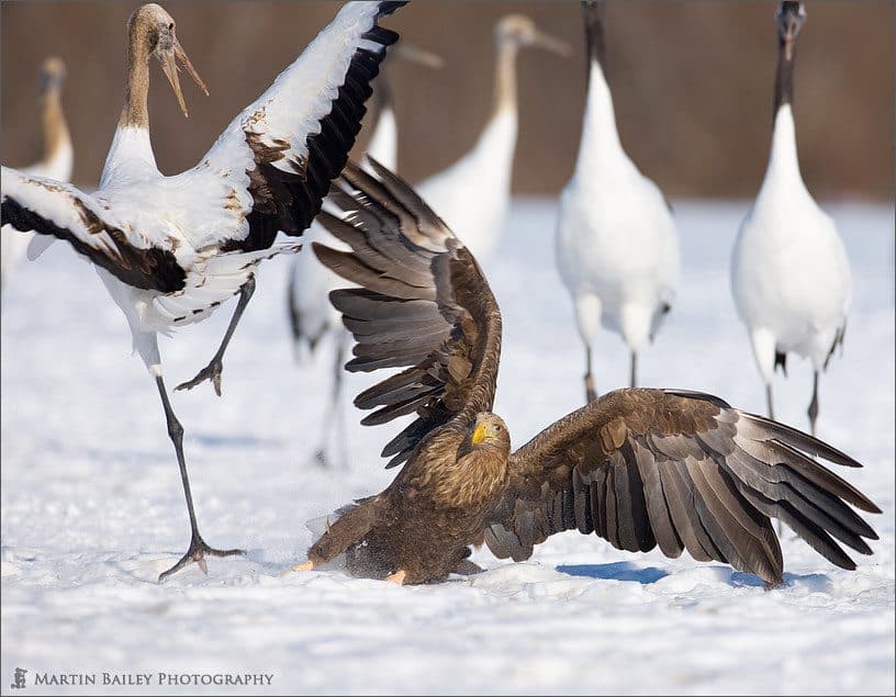 Hokkaido Workshop/Tour Jan 2008 – Day 1 (Podcast 125)