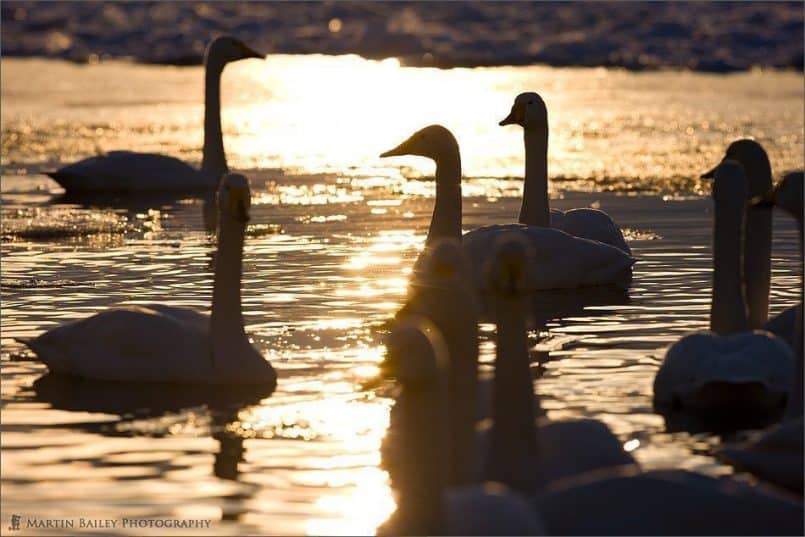 Swan Society