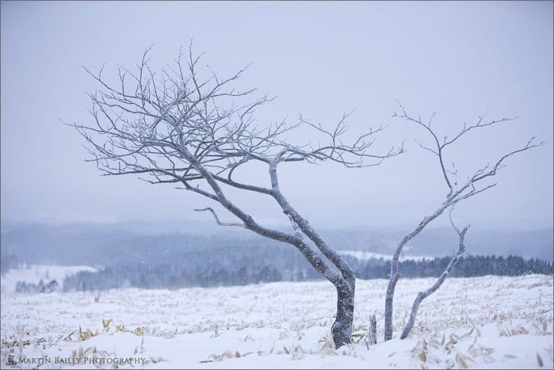 Bearing the Winter