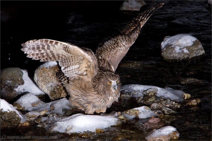 Blakiston’s Fish Owl