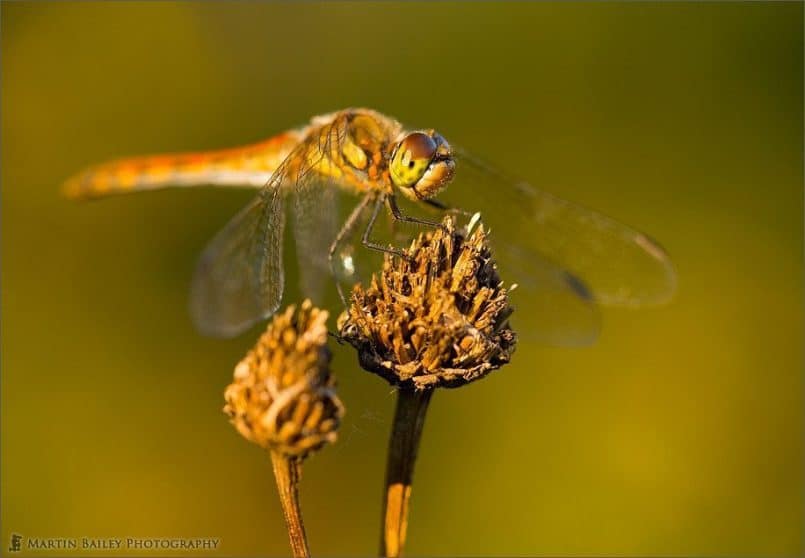 Autumnal Dragonfly