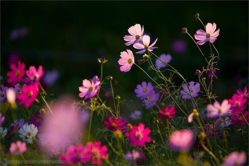 Late Afternoon Cosmos #1