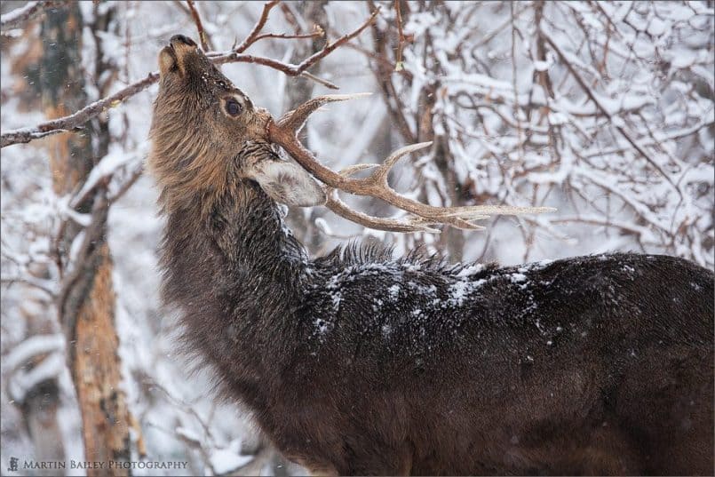 Ezo Deer in His "Element"