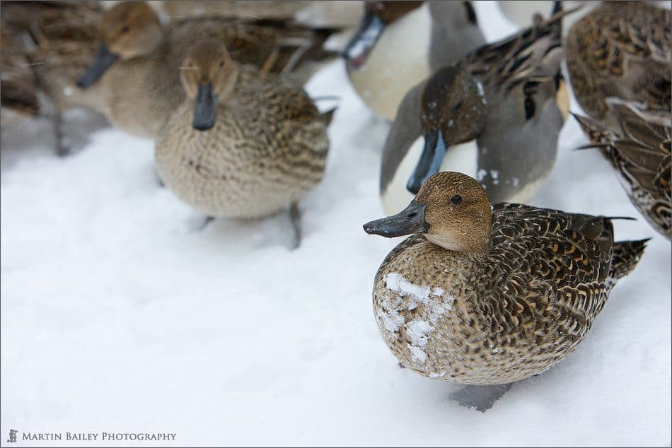 Inawashiro Lake Blizzard – Part #2 (Podcast 173)