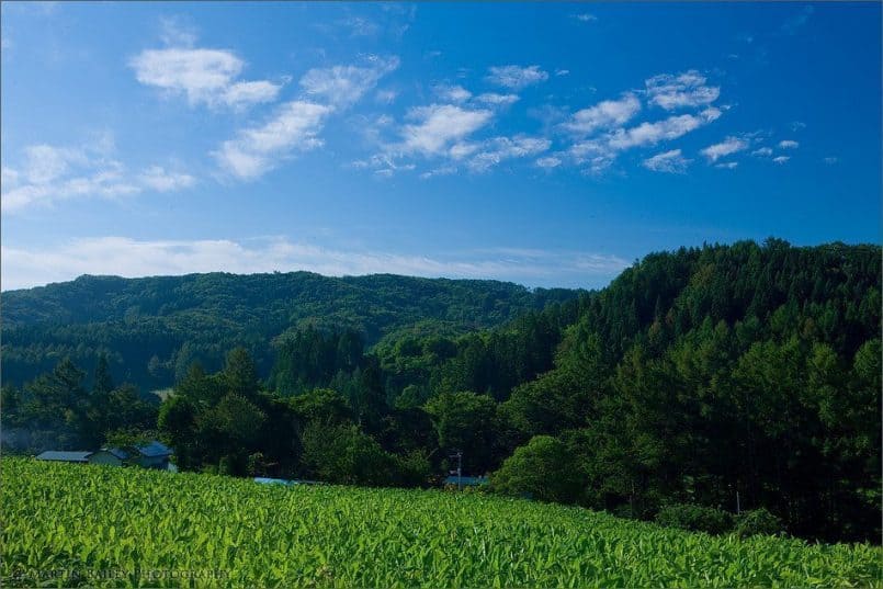 Tobacco Fields