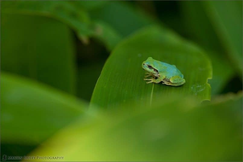 Japanese Tree Frog