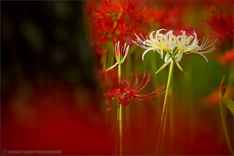 White Equinox Flower with Tree