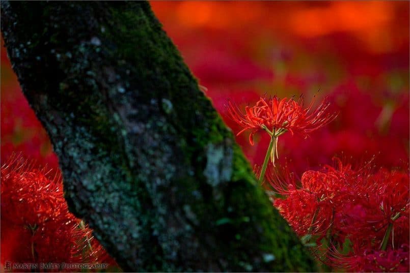 Shy Equinox Flower