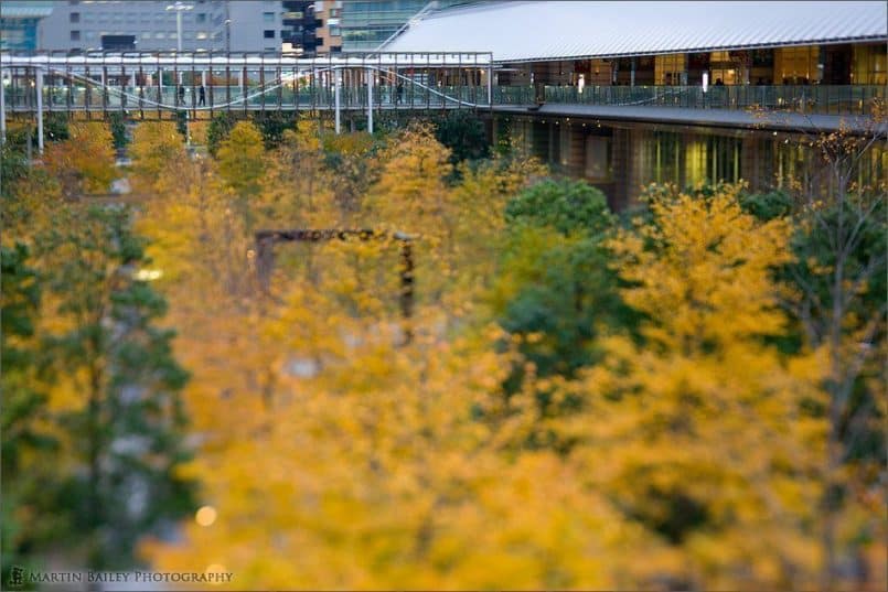 Shinagawa Autumn