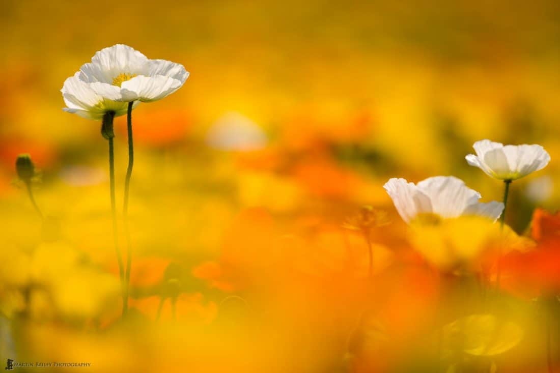 Poppy Heaven