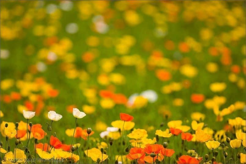 We Three Poppies