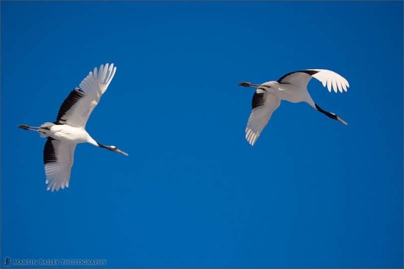 Red-Crowned Crane (Tsurui #56)