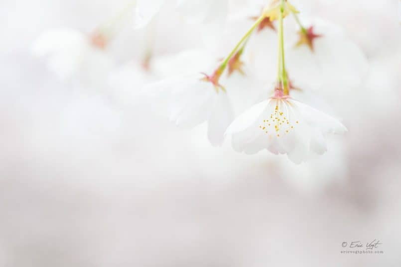 Window Into Spring © Eric Vogt