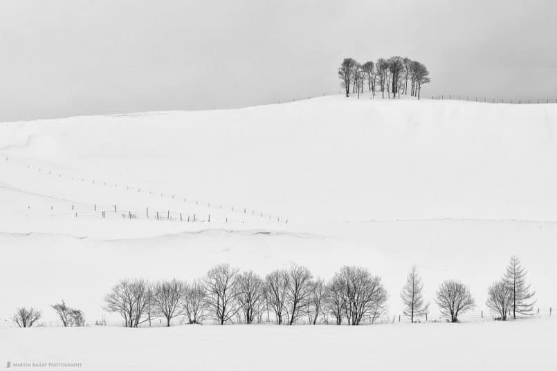 Stand of Trees with Fences