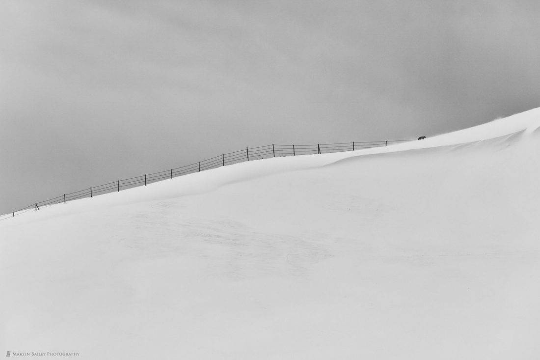 Fox with Fence on Hill